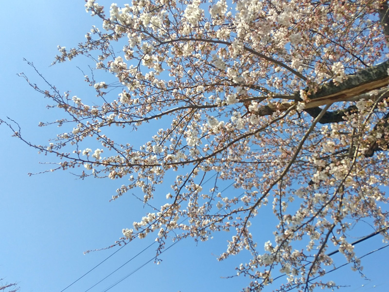 青山町覆馬場入り口の桜